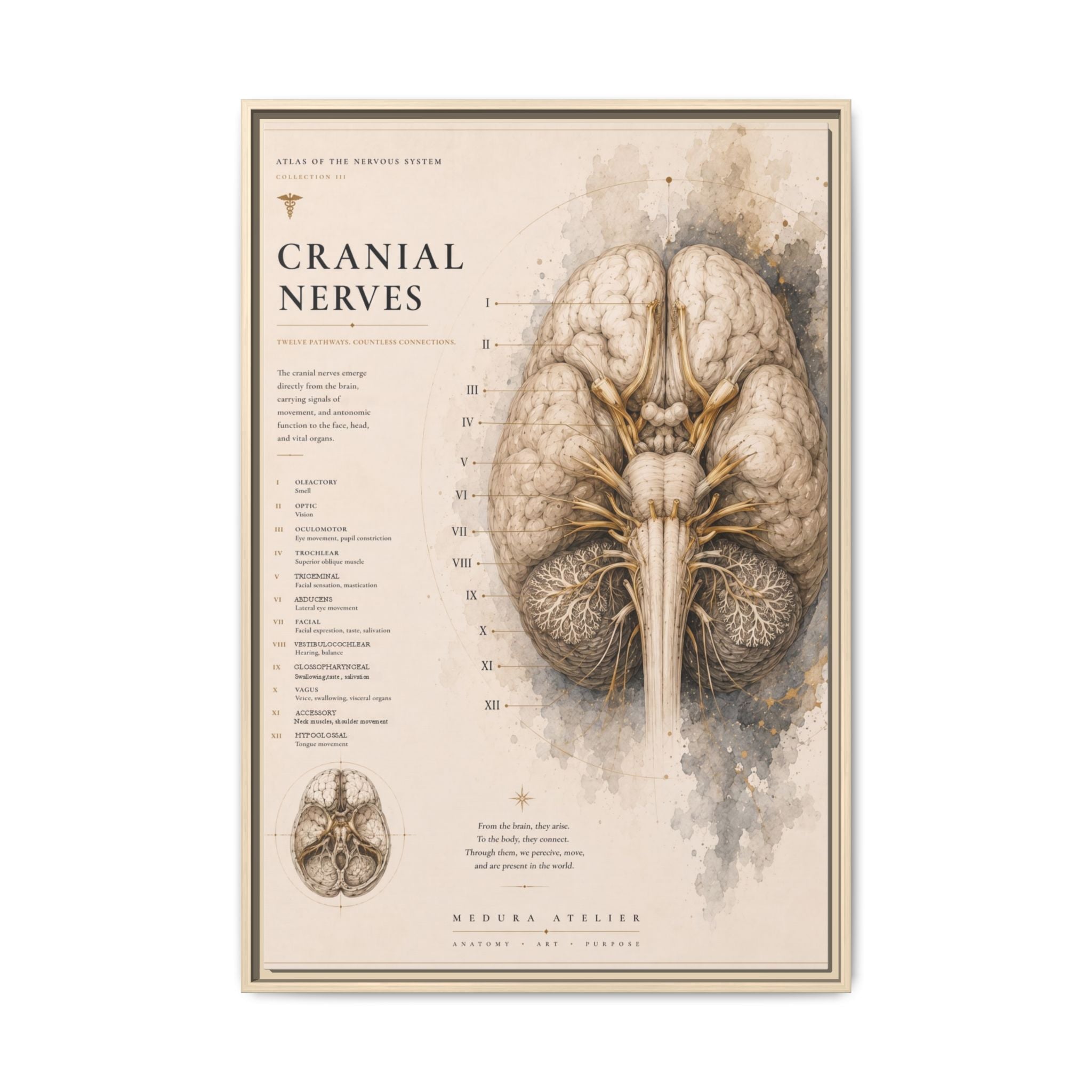 White Matter Brain Wall Art | Luxury Neuroscience Canvas Print | Museum-Inspired Fine Art