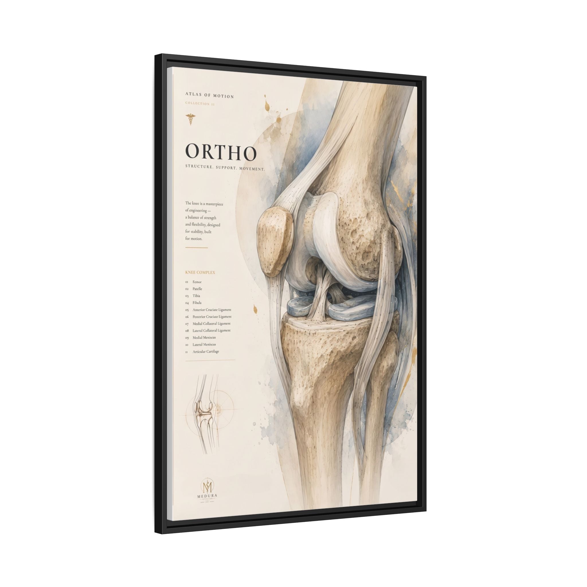 Orthopaedic Knee Anatomy Wall Art | Luxury Orthopedic Canvas Print | Museum-Inspired Fine Art