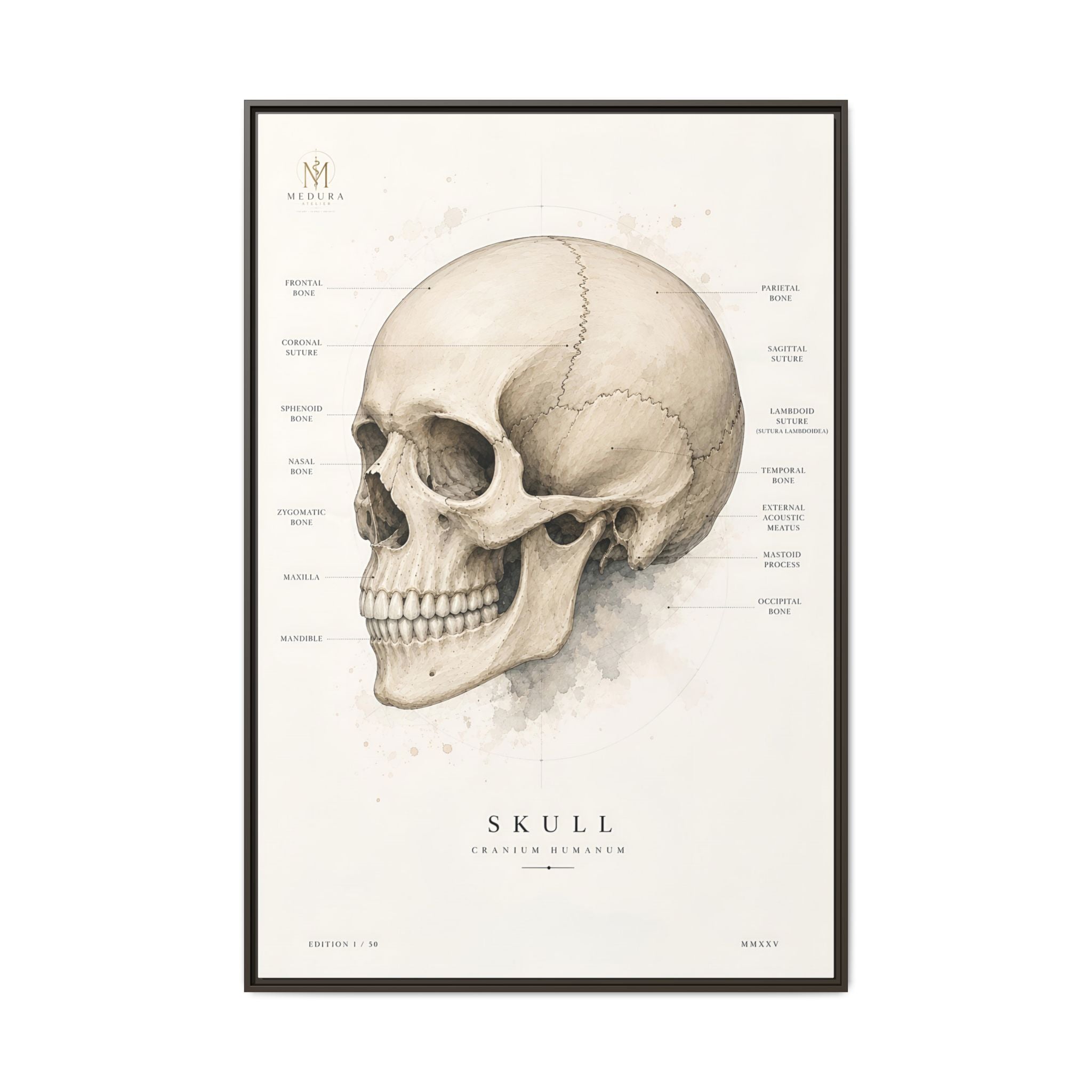 Anatomical Skull Wall Art | Luxury Medical Canvas Print | Museum-Inspired Fine Art