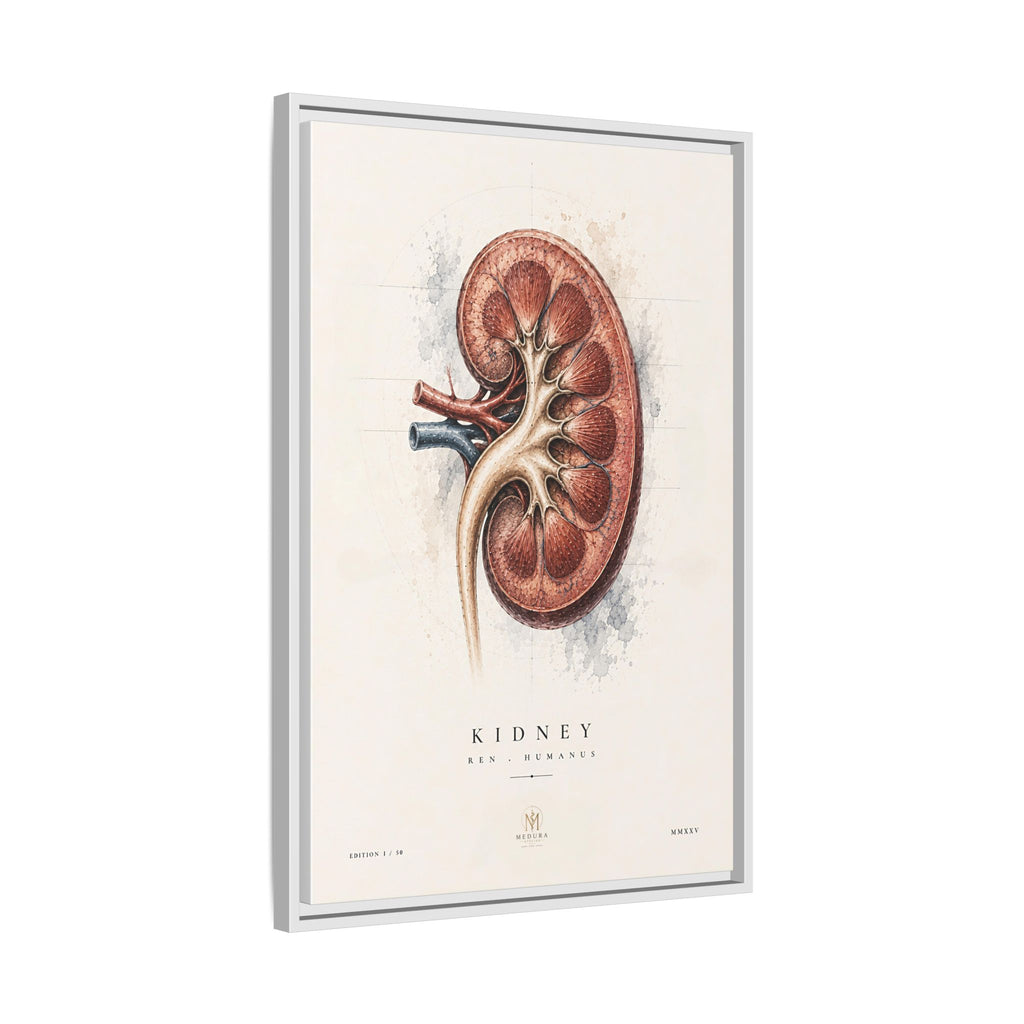 Anatomical Kidney Wall Art | Luxury Nephrology Canvas Print | Museum-Inspired Fine Art
