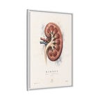 Anatomical Kidney Wall Art | Luxury Nephrology Canvas Print | Museum-Inspired Fine Art