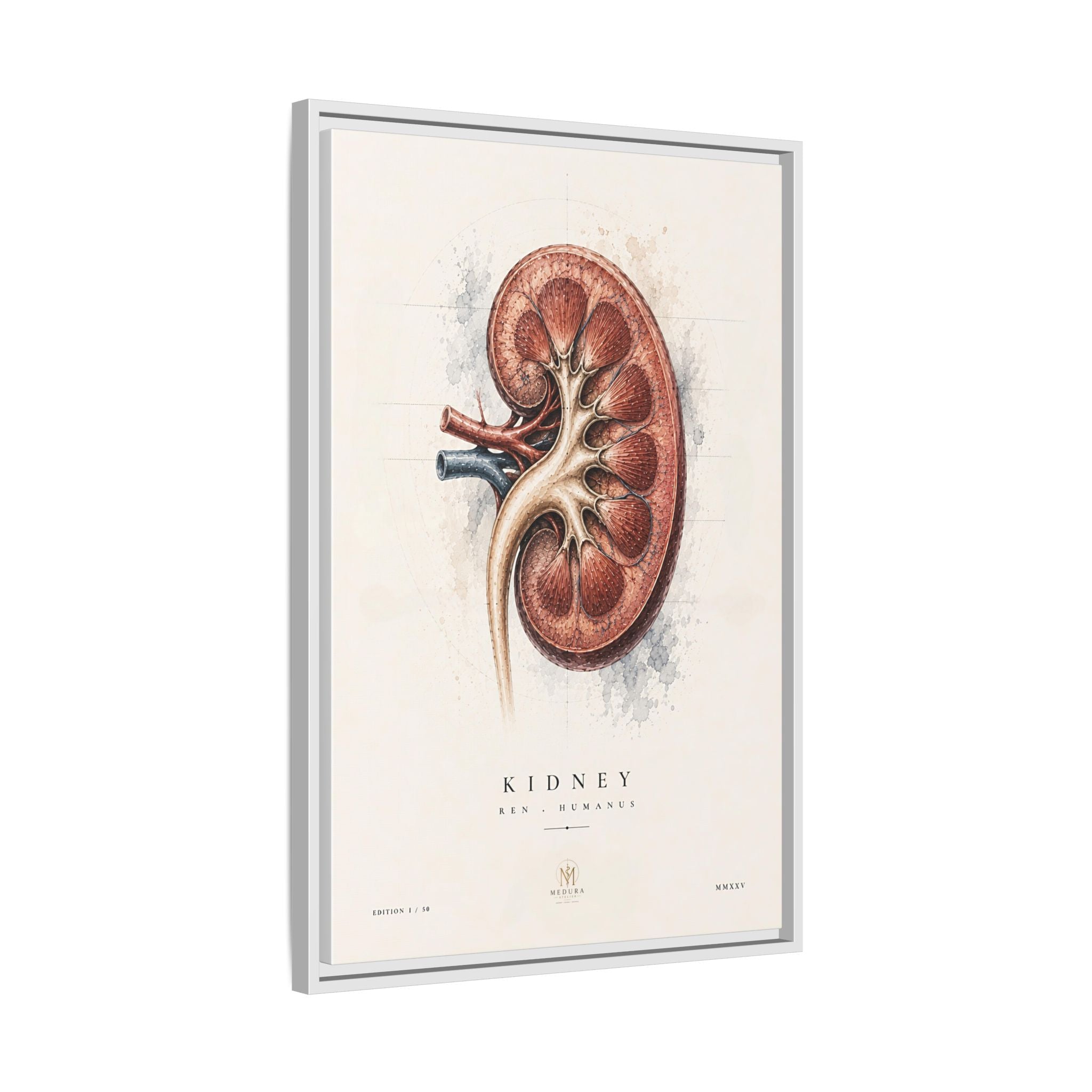 Anatomical Kidney Wall Art | Luxury Nephrology Canvas Print | Museum-Inspired Fine Art