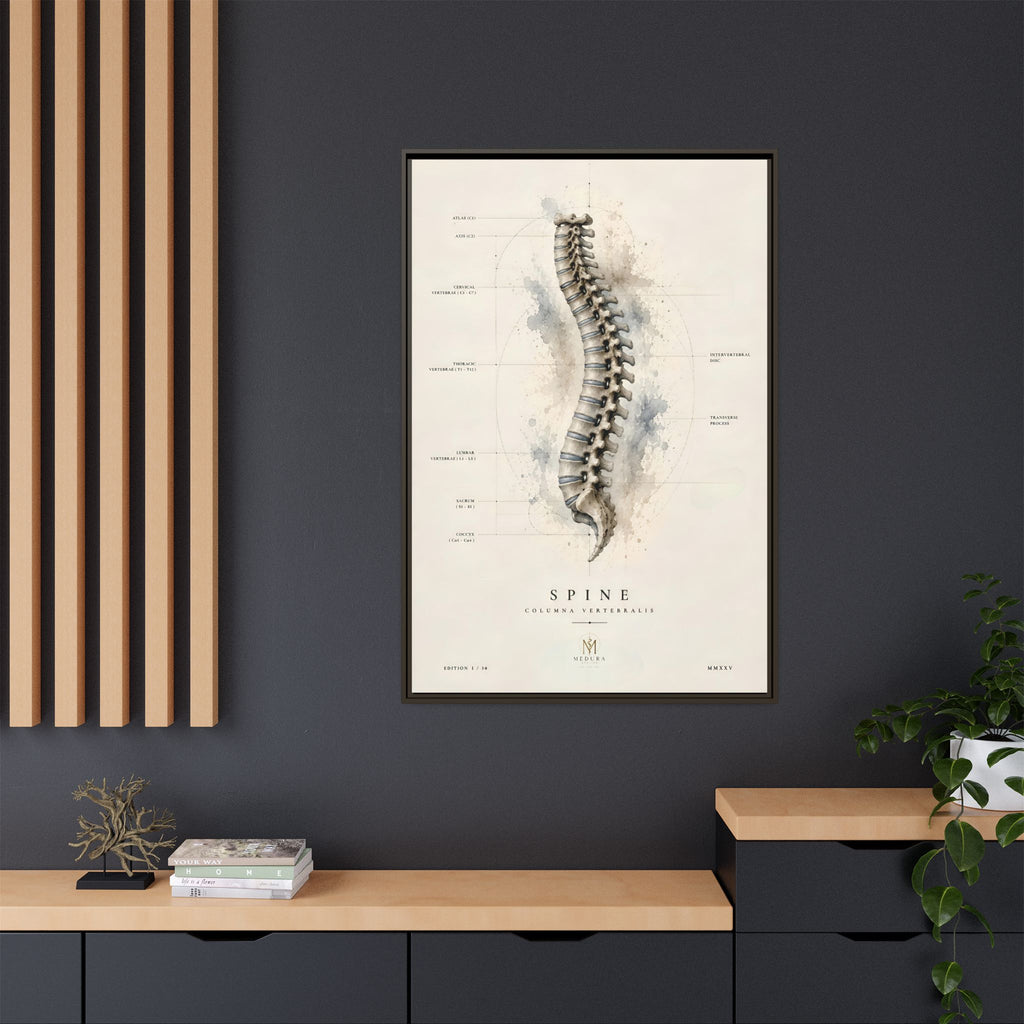Anatomical Spine Wall Art | Luxury Vertebral Column Canvas Print | Museum-Inspired Fine Art