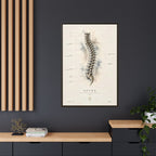 Anatomical Spine Wall Art | Luxury Vertebral Column Canvas Print | Museum-Inspired Fine Art