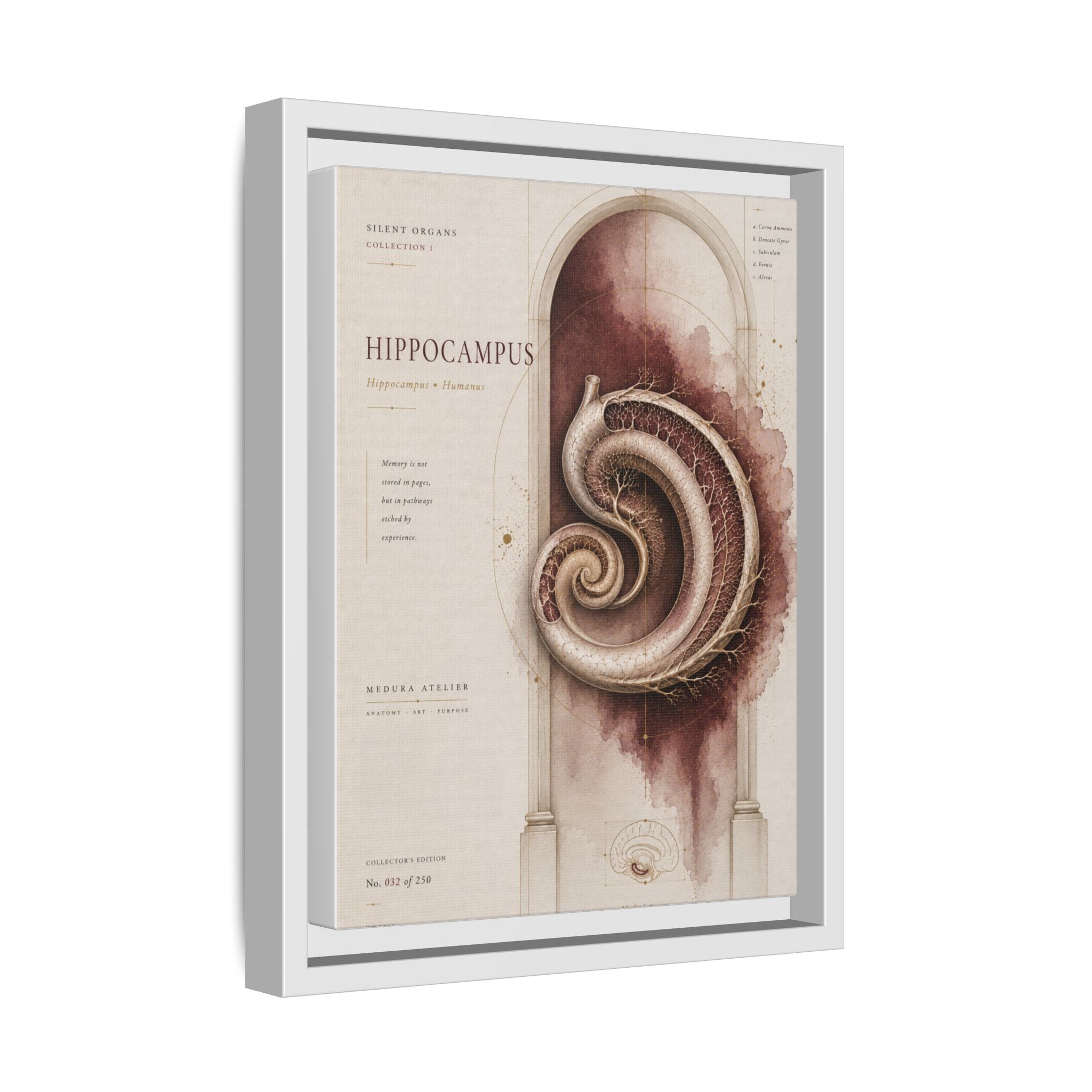 Silent Organs – Hippocampus Wall Art | Luxury Neuroscience Canvas Print | Museum-Inspired Fine Art