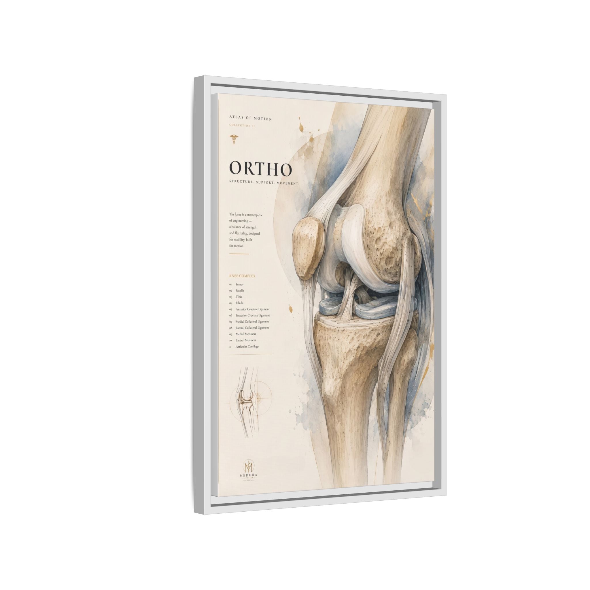 Orthopaedic Knee Anatomy Wall Art | Luxury Orthopedic Canvas Print | Museum-Inspired Fine Art