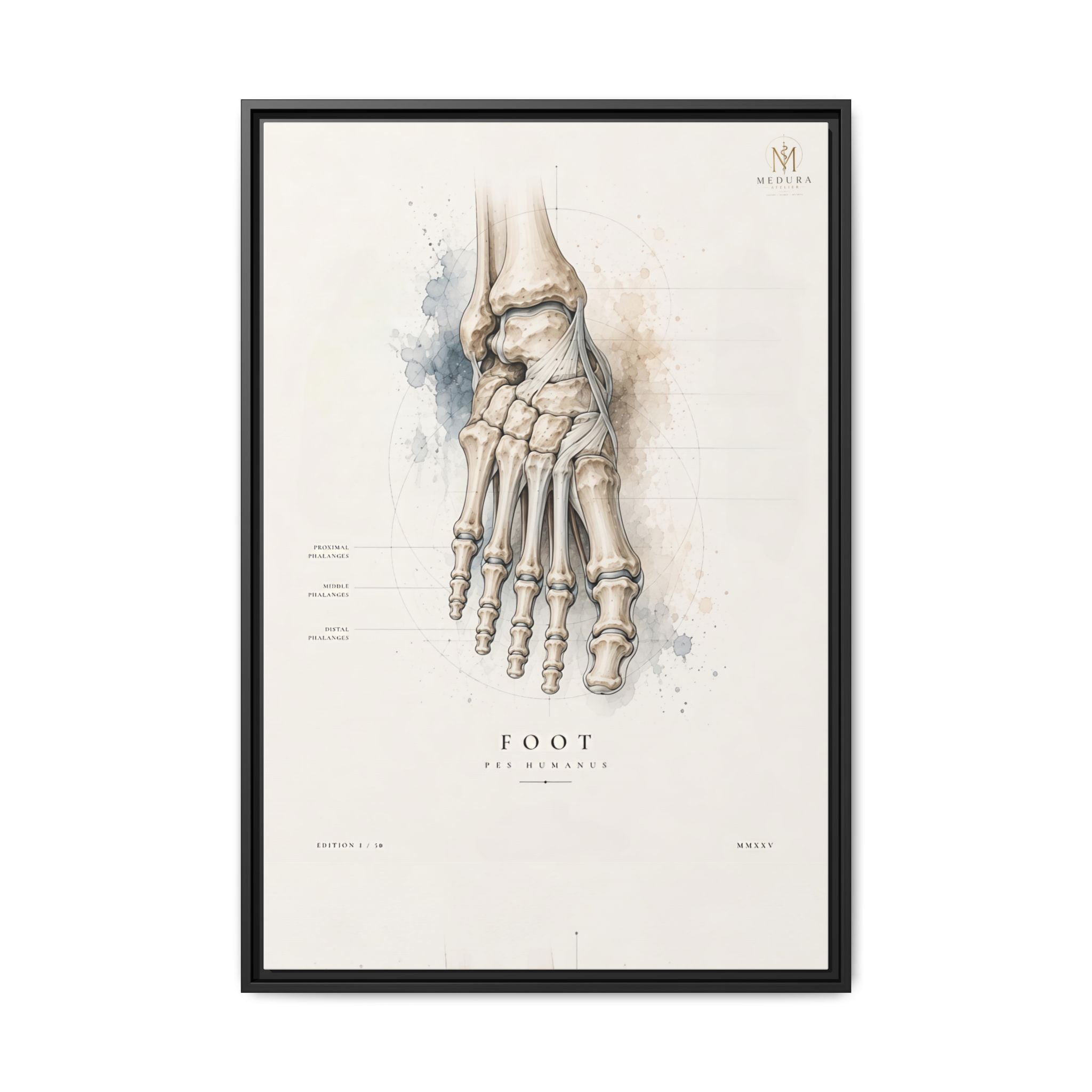 Anatomical Foot Skeleton Wall Art | Luxury Podiatry Canvas Print | Museum-Inspired Fine Art
