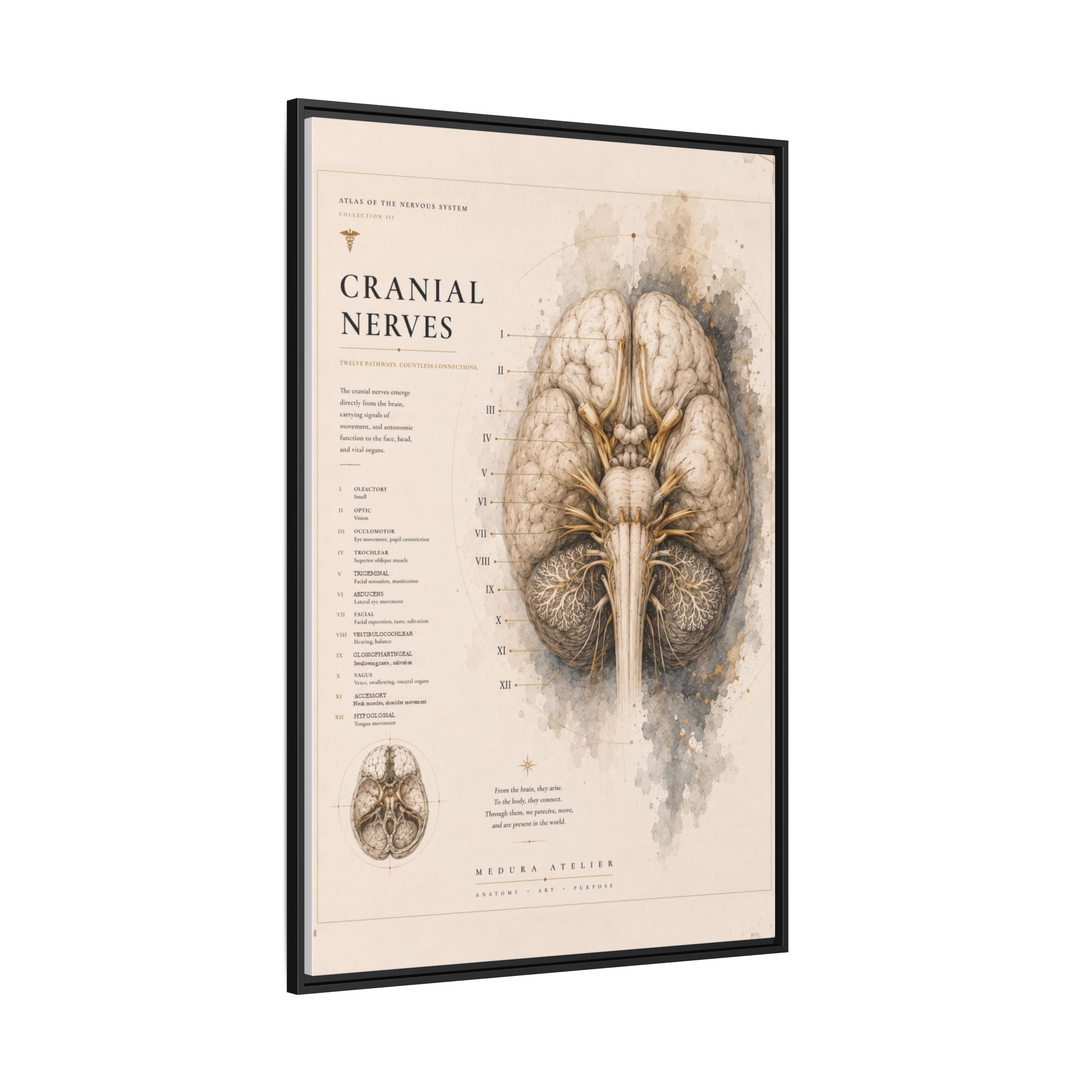 White Matter Brain Wall Art | Luxury Neuroscience Canvas Print | Museum-Inspired Fine Art