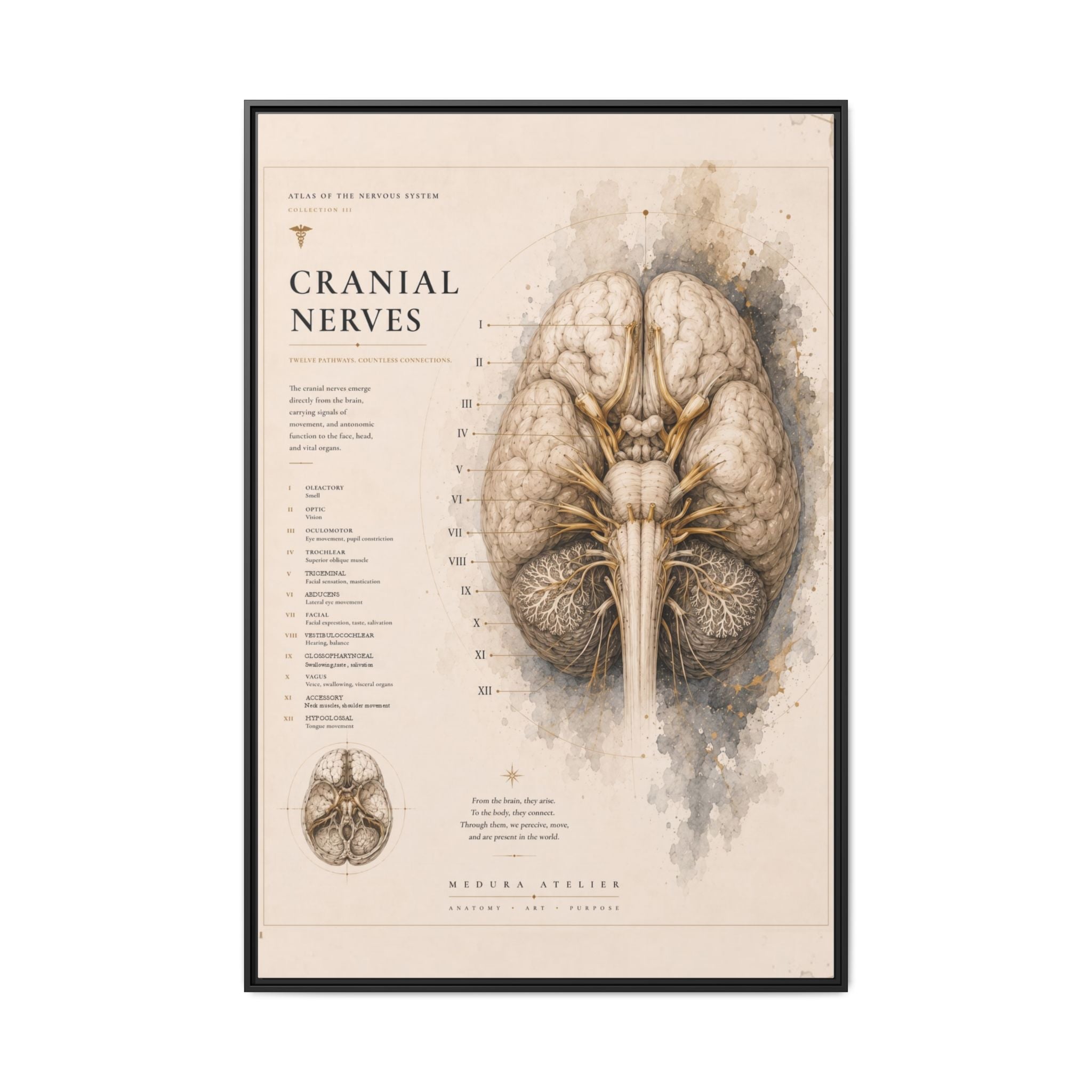 White Matter Brain Wall Art | Luxury Neuroscience Canvas Print | Museum-Inspired Fine Art