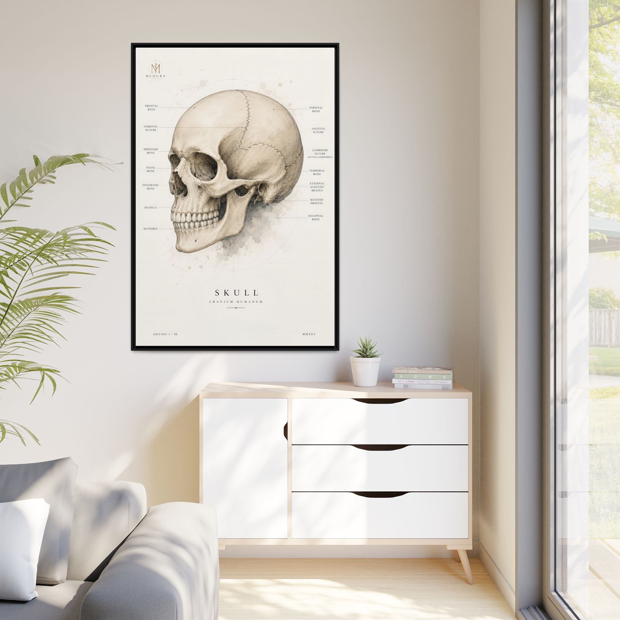 Anatomical Skull Wall Art | Luxury Medical Canvas Print | Museum-Inspired Fine Art