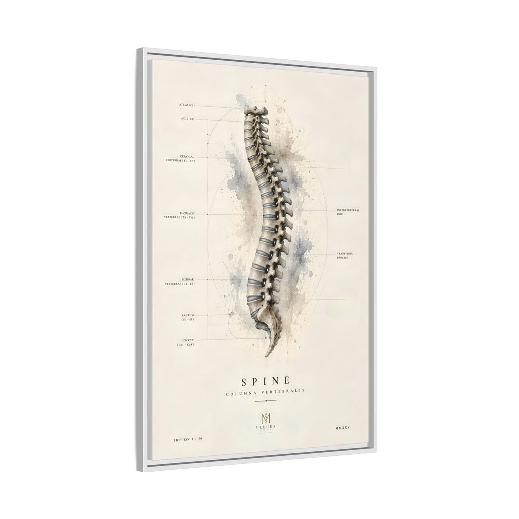 Anatomical Spine Wall Art | Luxury Vertebral Column Canvas Print | Museum-Inspired Fine Art