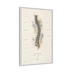 Anatomical Spine Wall Art | Luxury Vertebral Column Canvas Print | Museum-Inspired Fine Art