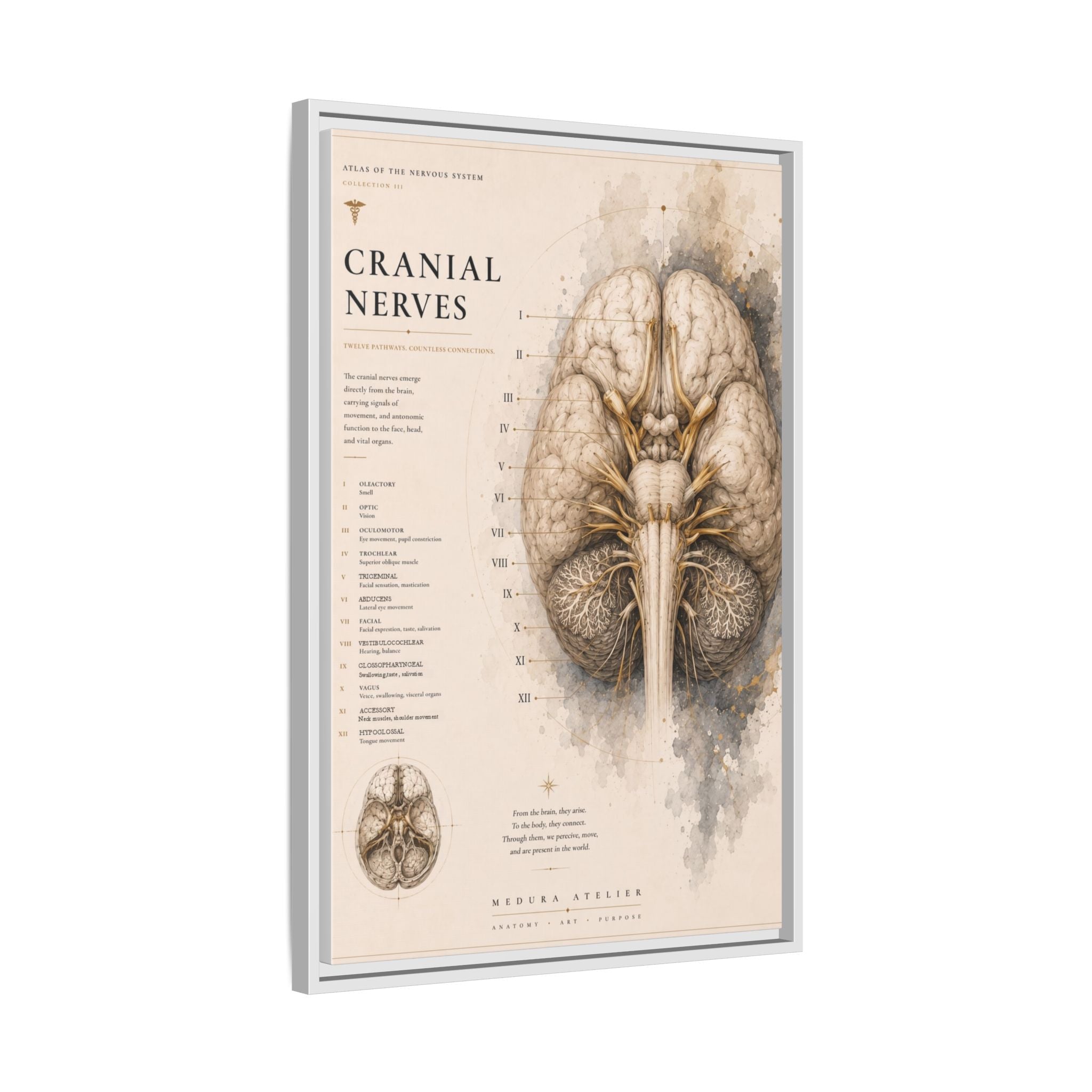 White Matter Brain Wall Art | Luxury Neuroscience Canvas Print | Museum-Inspired Fine Art