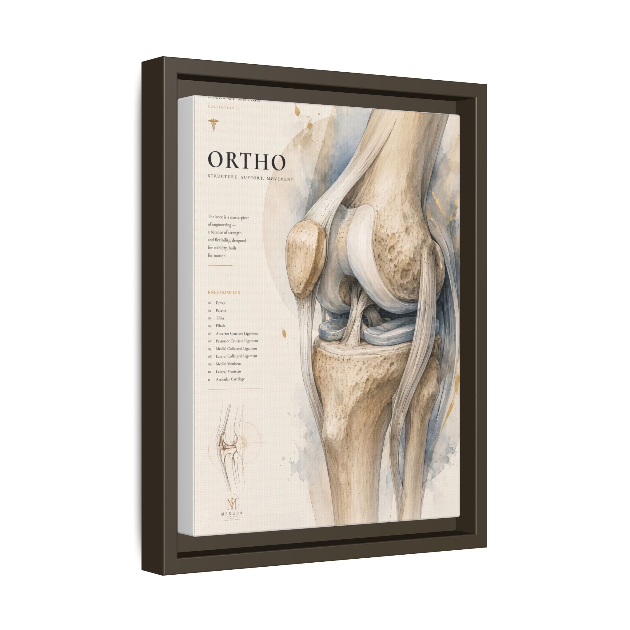 Orthopaedic Knee Anatomy Wall Art | Luxury Orthopedic Canvas Print | Museum-Inspired Fine Art