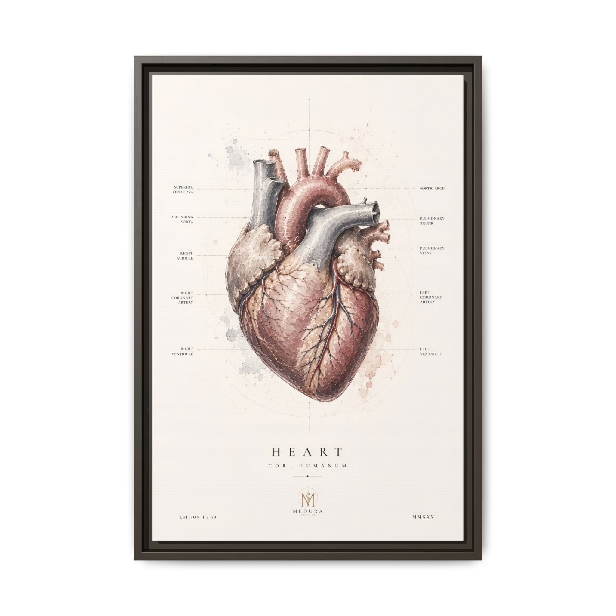 Anatomical Heart Wall Art | Luxury Medical Canvas Print | Museum-Inspired Fine Art
