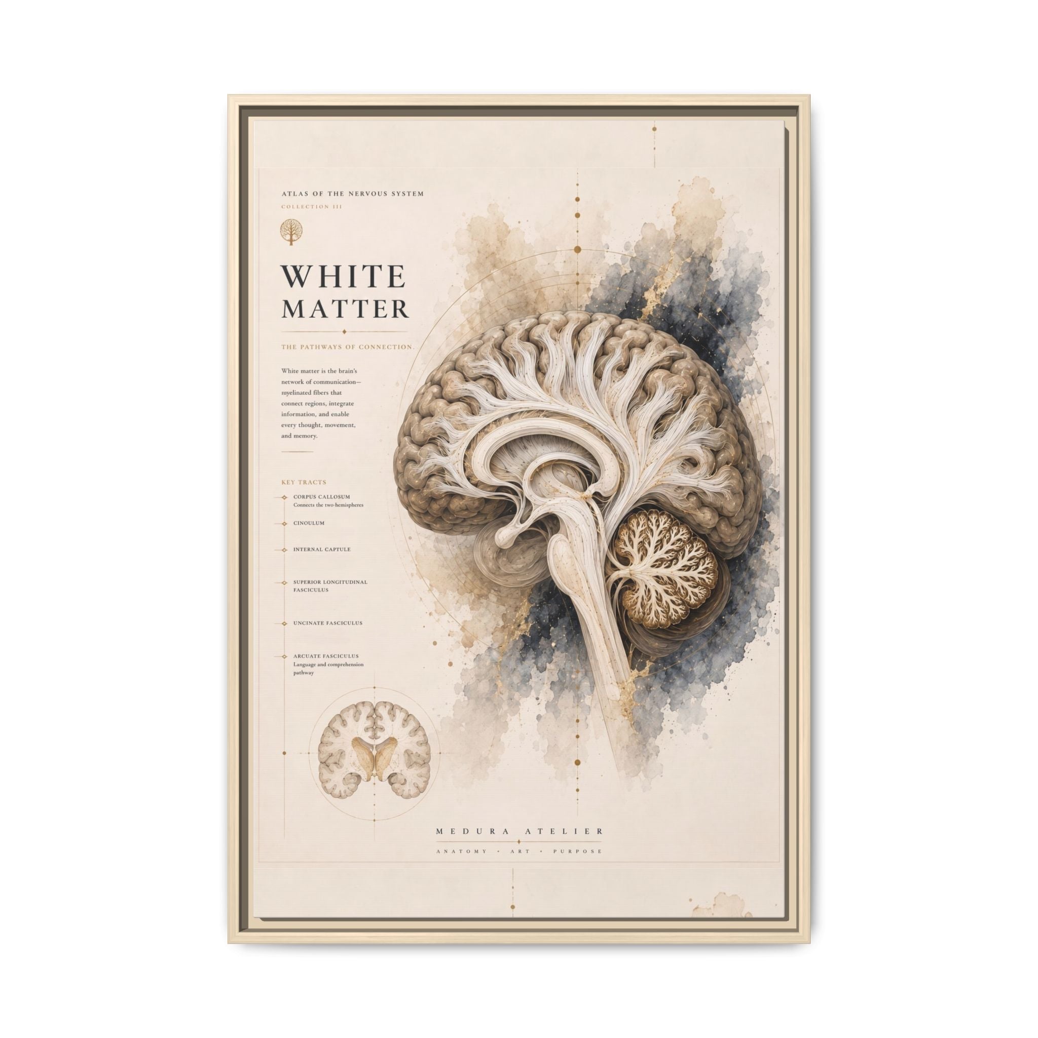 White Matter Brain Wall Art | Luxury Neuroscience Canvas Print | Museum-Inspired Fine Art
