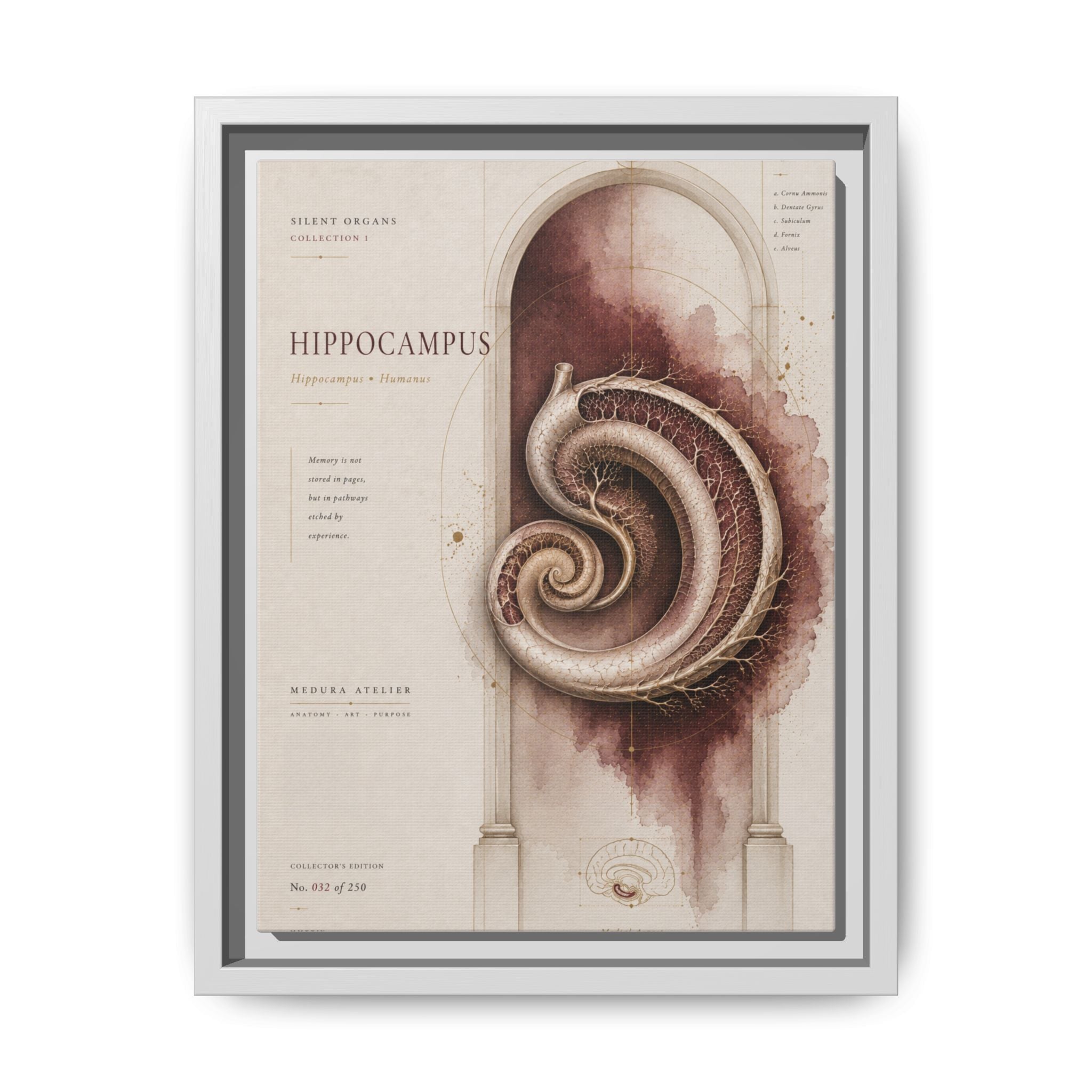 Silent Organs – Hippocampus Wall Art | Luxury Neuroscience Canvas Print | Museum-Inspired Fine Art