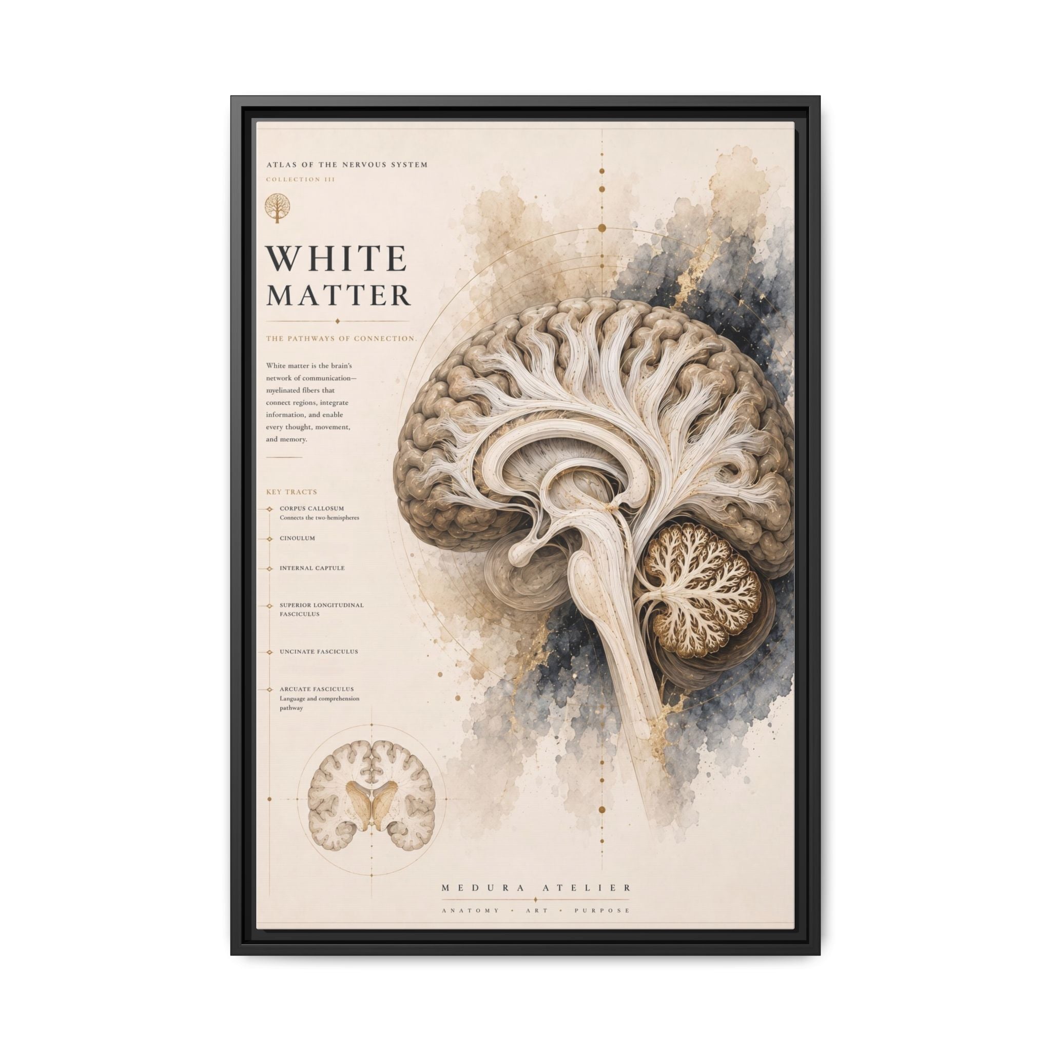 White Matter Brain Wall Art | Luxury Neuroscience Canvas Print | Museum-Inspired Fine Art
