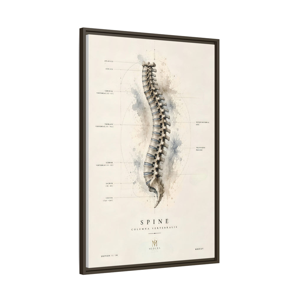 Anatomical Spine Wall Art | Luxury Vertebral Column Canvas Print | Museum-Inspired Fine Art