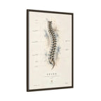 Anatomical Spine Wall Art | Luxury Vertebral Column Canvas Print | Museum-Inspired Fine Art