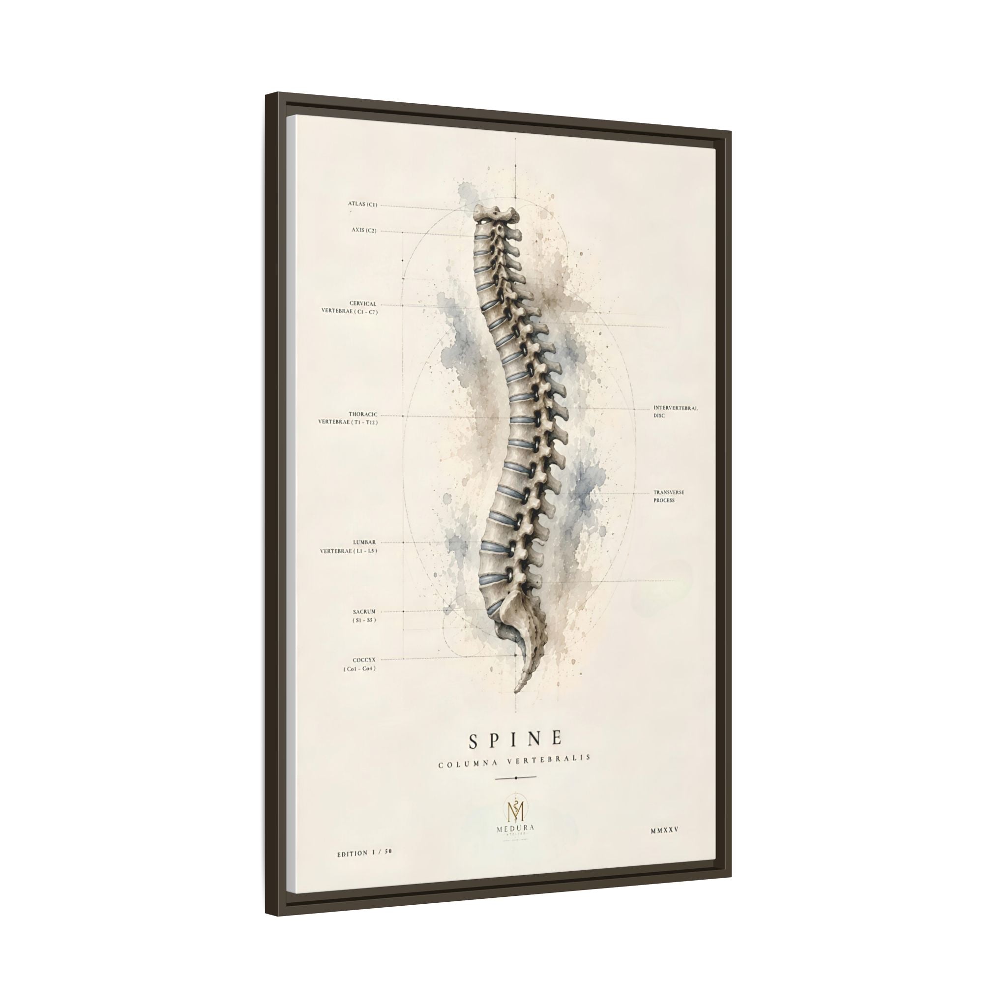 Anatomical Spine Wall Art | Luxury Vertebral Column Canvas Print | Museum-Inspired Fine Art