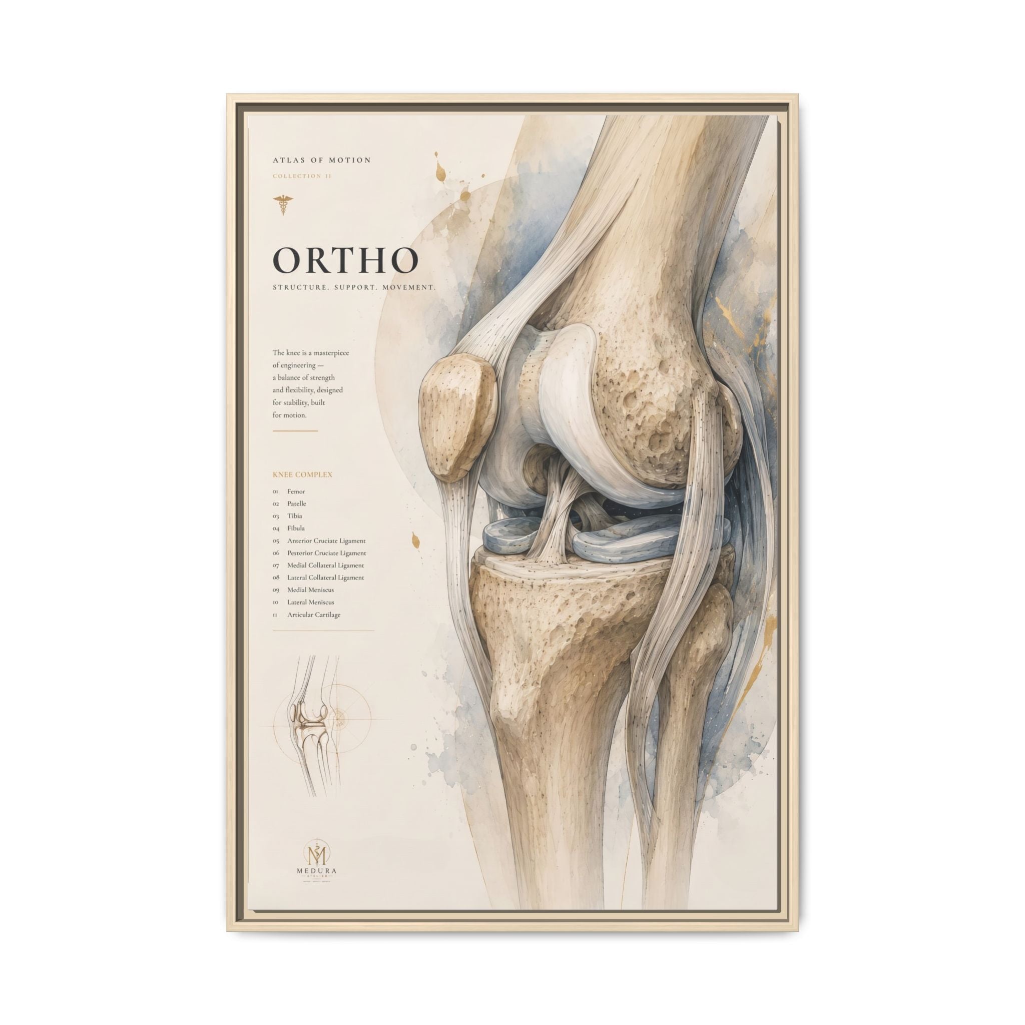 Orthopaedic Knee Anatomy Wall Art | Luxury Orthopedic Canvas Print | Museum-Inspired Fine Art