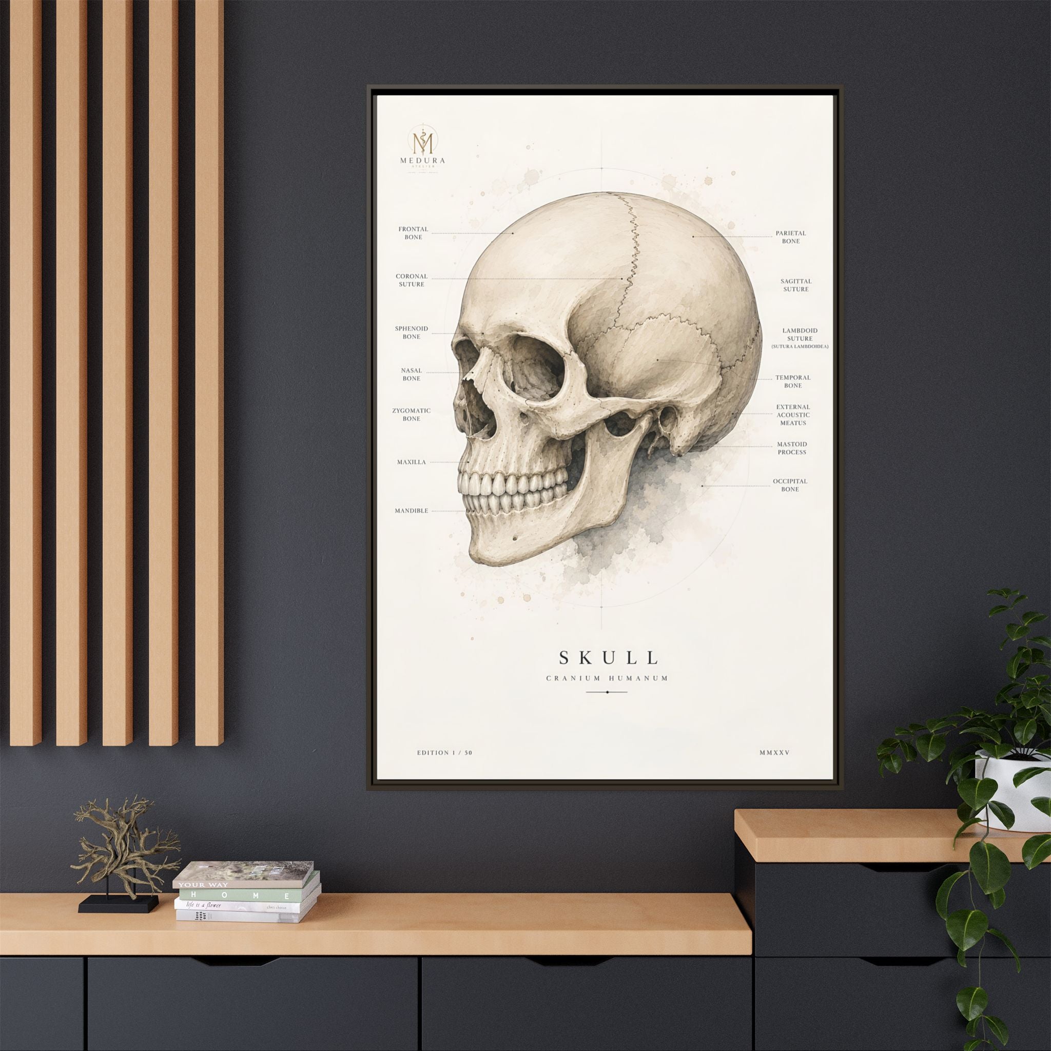 Anatomical Skull Wall Art | Luxury Medical Canvas Print | Museum-Inspired Fine Art