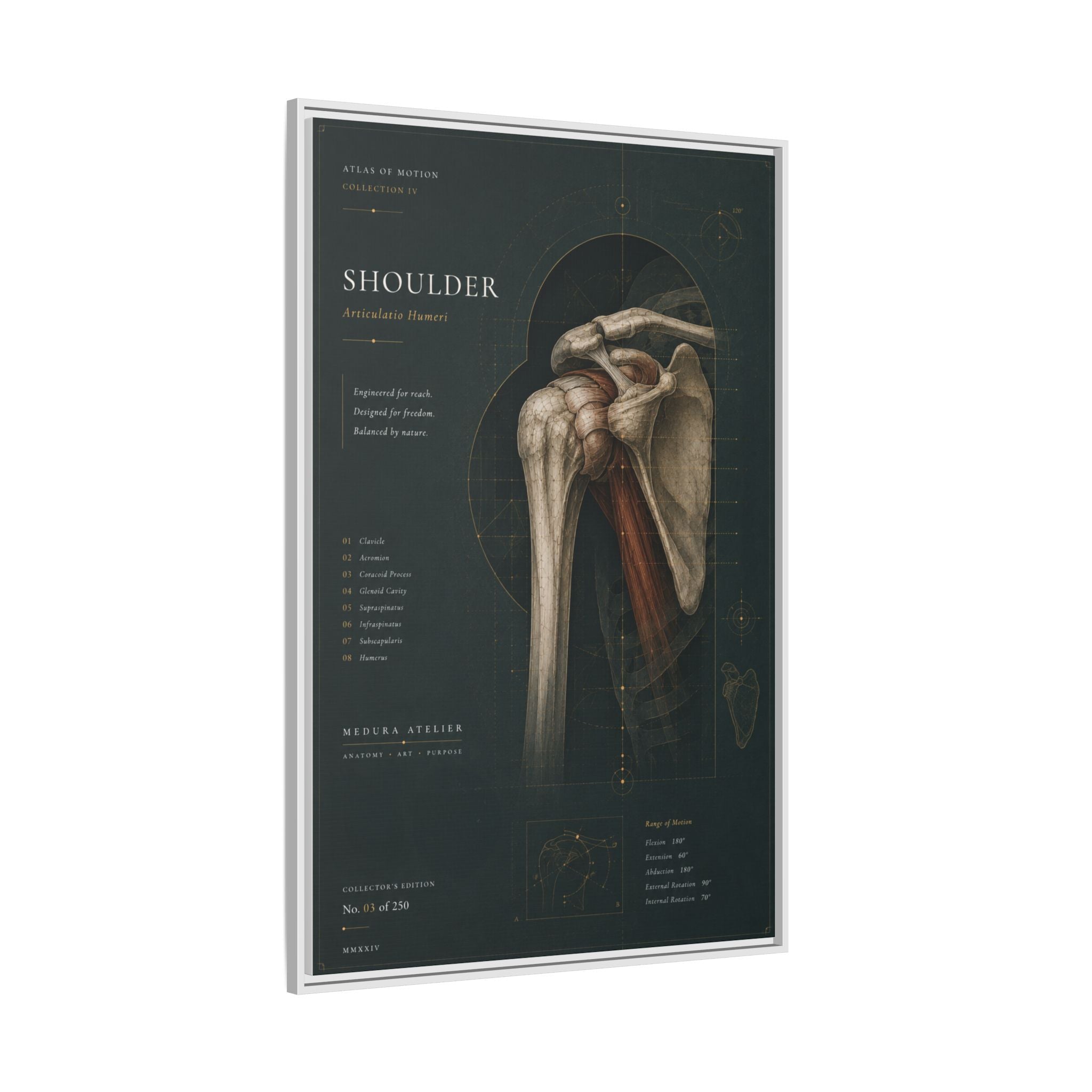 Copy of Atlas of Motion – Knee Wall Art | Luxury Orthopedic Canvas Print | Museum-Inspired Fine Art
