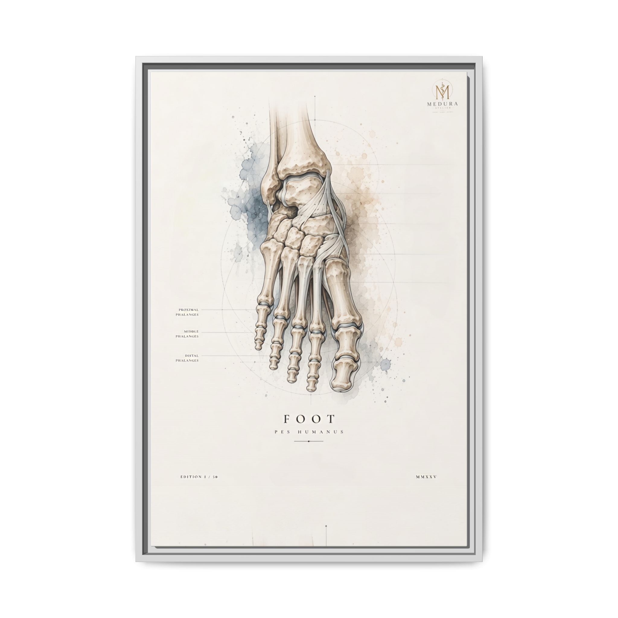 Anatomical Foot Skeleton Wall Art | Luxury Podiatry Canvas Print | Museum-Inspired Fine Art