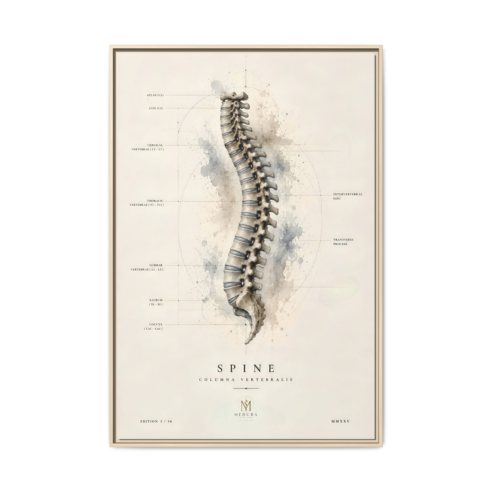 Anatomical Spine Wall Art | Luxury Vertebral Column Canvas Print | Museum-Inspired Fine Art