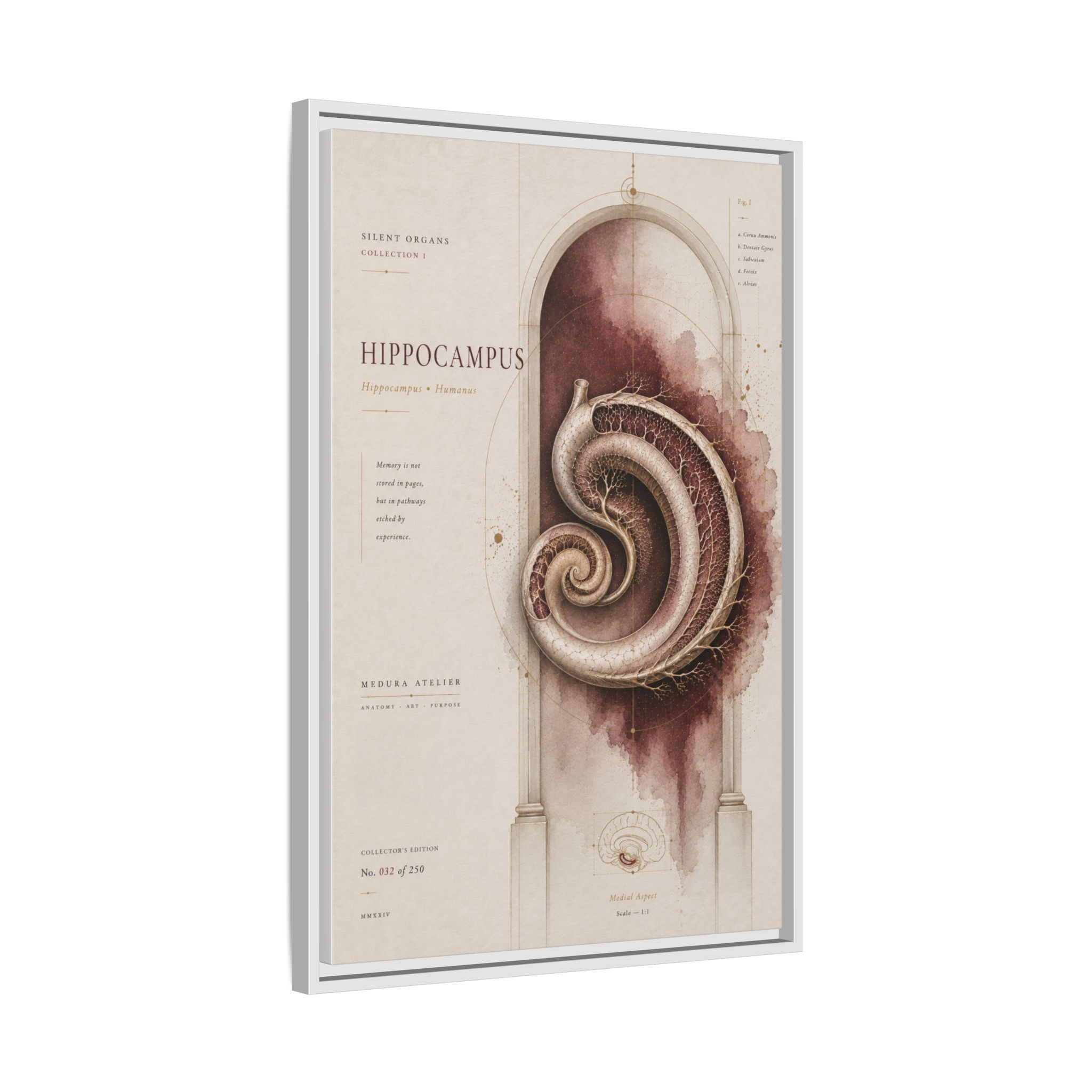 Silent Organs – Hippocampus Wall Art | Luxury Neuroscience Canvas Print | Museum-Inspired Fine Art