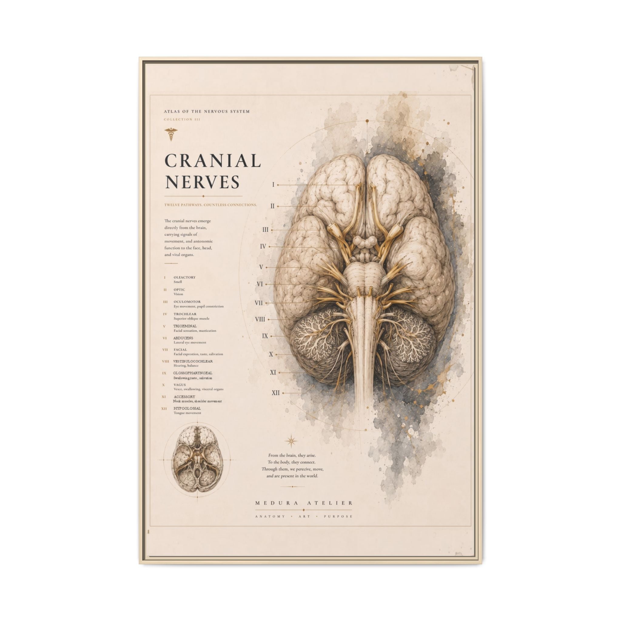 White Matter Brain Wall Art | Luxury Neuroscience Canvas Print | Museum-Inspired Fine Art