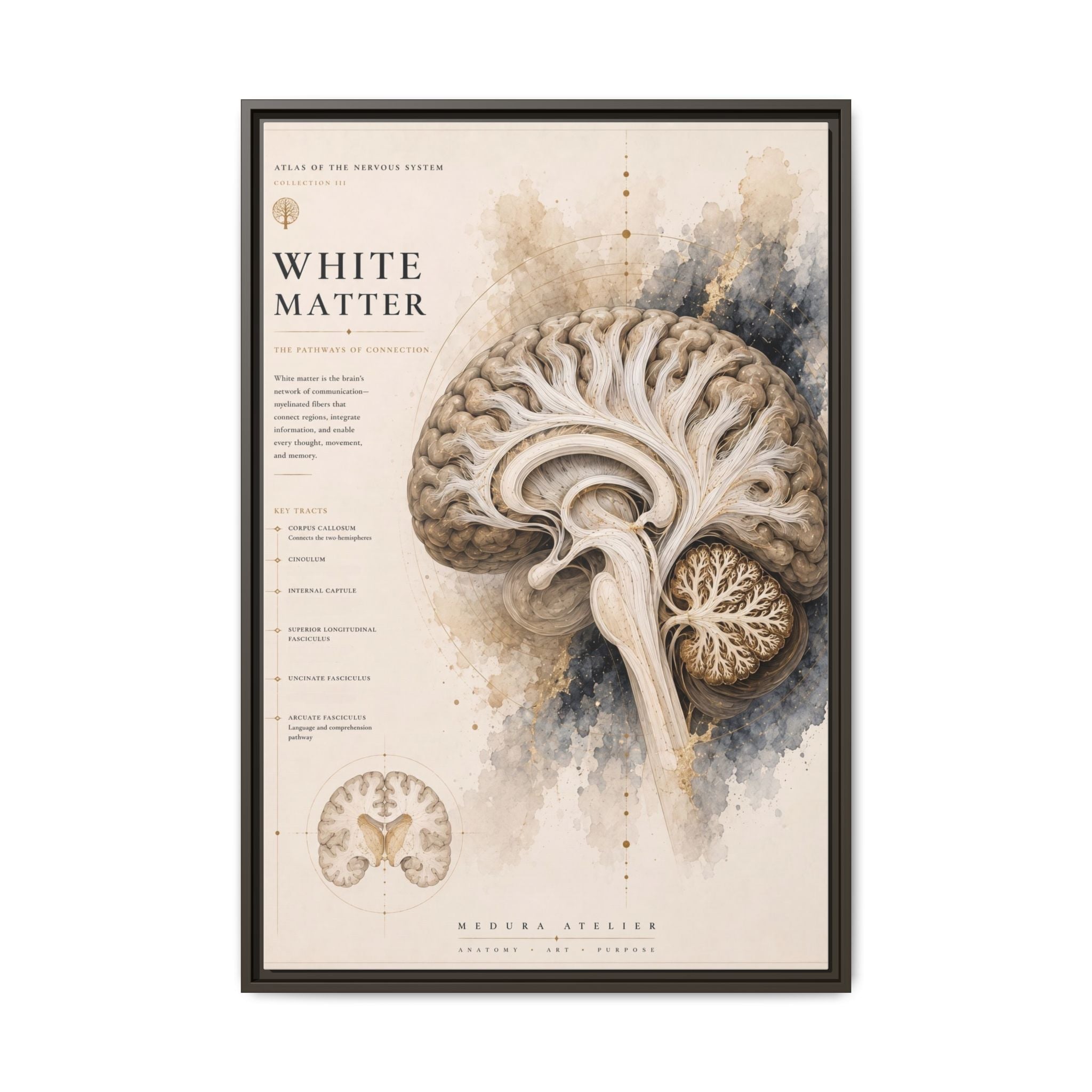 White Matter Brain Wall Art | Luxury Neuroscience Canvas Print | Museum-Inspired Fine Art