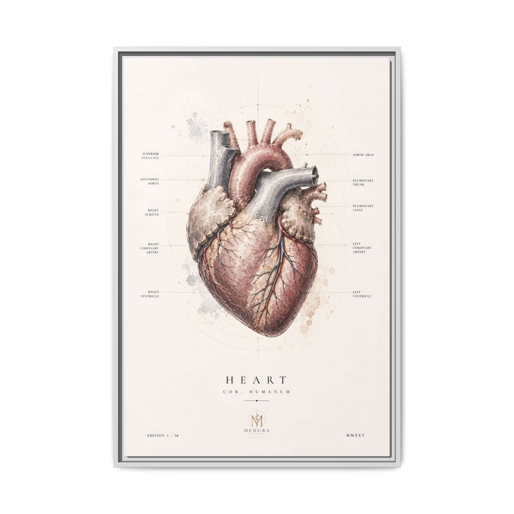 Anatomical Heart Wall Art | Luxury Medical Canvas Print | Museum-Inspired Fine Art
