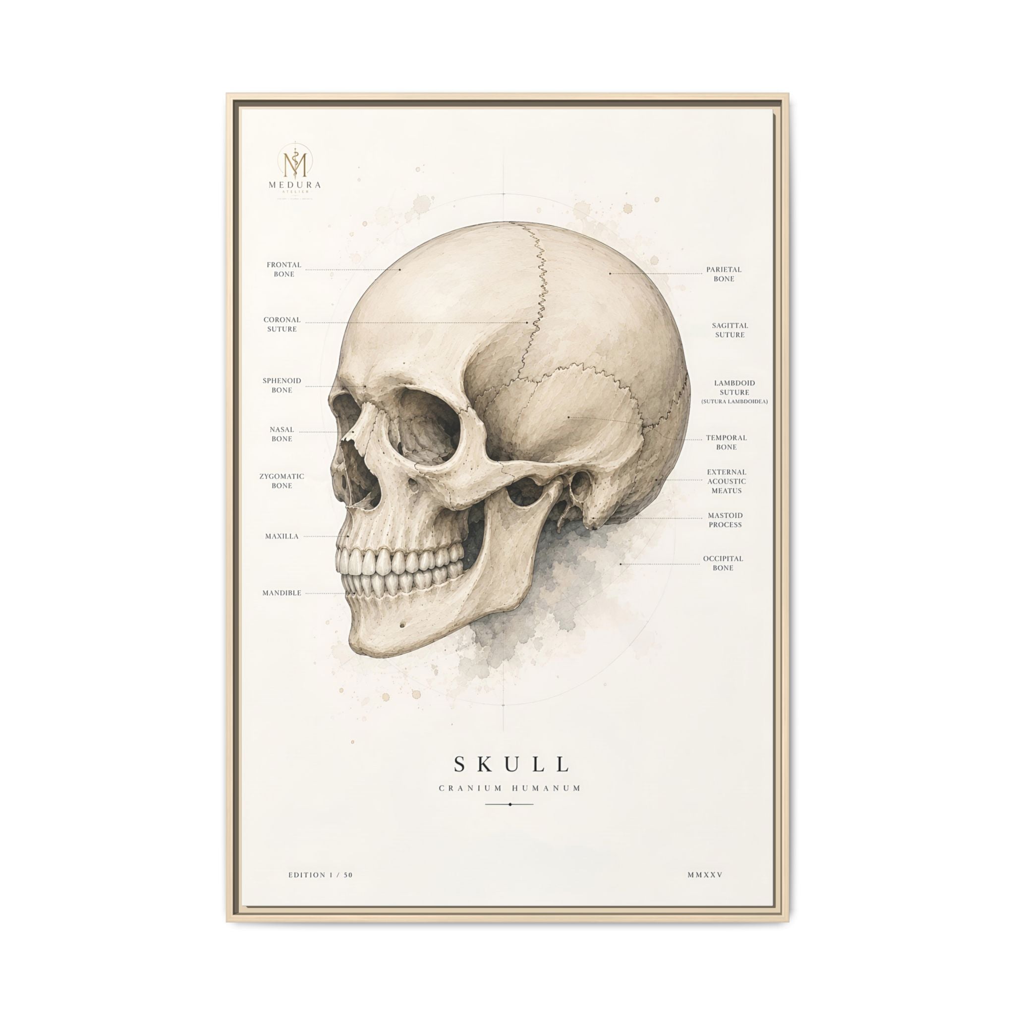 Anatomical Skull Wall Art | Luxury Medical Canvas Print | Museum-Inspired Fine Art