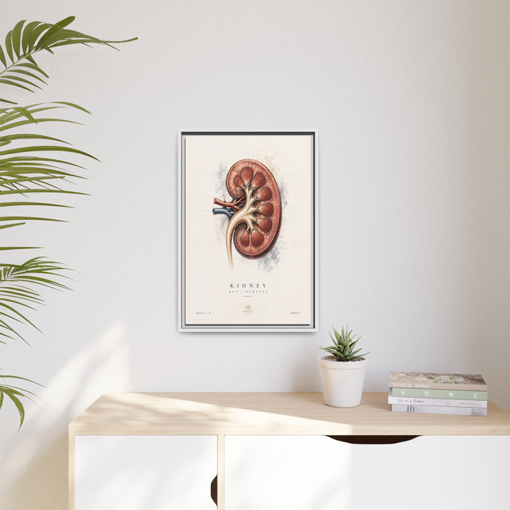 Anatomical Kidney Wall Art | Luxury Nephrology Canvas Print | Museum-Inspired Fine Art