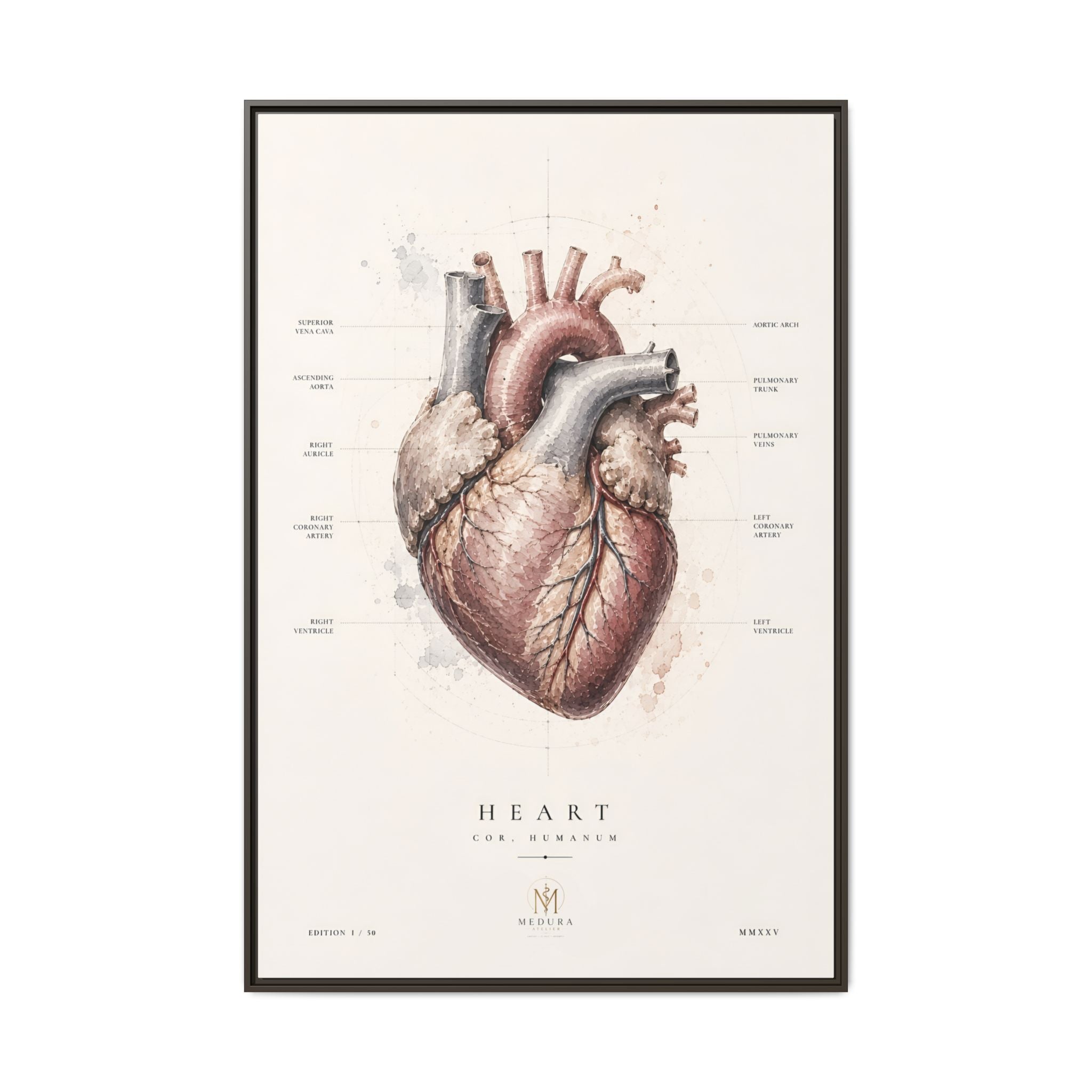 Anatomical Heart Wall Art | Luxury Medical Canvas Print | Museum-Inspired Fine Art