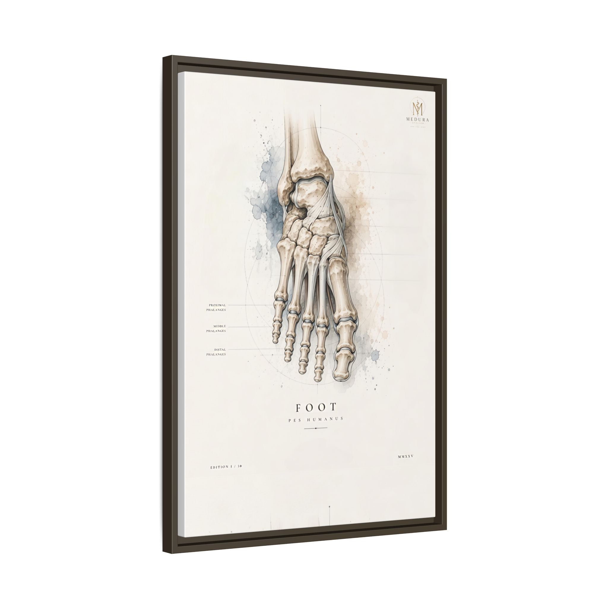 Anatomical Foot Skeleton Wall Art | Luxury Podiatry Canvas Print | Museum-Inspired Fine Art